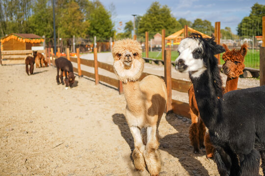 Two funny lamas outdoor. Cute alpacas, lama animal, llama  in the zoo. Funny animal portrait. Close up tender young alpaca from llama farm or zoo. Furry lama baby