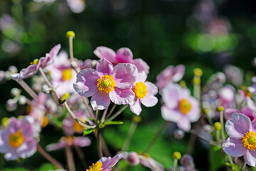 Blühende Herbst-Anemone, Anemone hupehensis