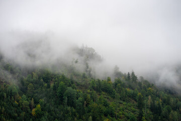 Alpine mountains covered with forests in the morning fog