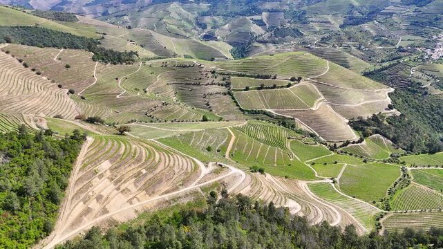 Aerial view of terraced Douro Vineyards on a sunny day, Douro, Vineyards, Portugal, Terraces, Summer