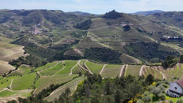 Aerial view of terraced Douro Vineyards on a sunny day, Douro, Vineyards, Portugal, Terraces, Summer