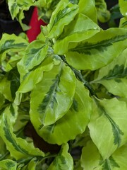 Dark green and light green leaves