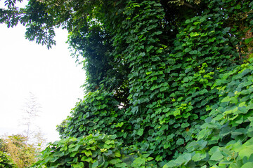 Tropical kudzu vines leaves