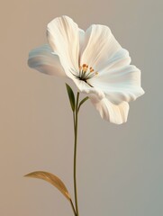 Obraz premium flower