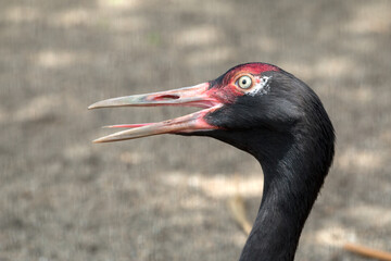 Close-up of black bird with red beak, mouth open, sharp features and alert expression