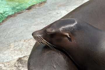 Close-up of resting sea lion, lying on other with eyes closed, basking in sunlight