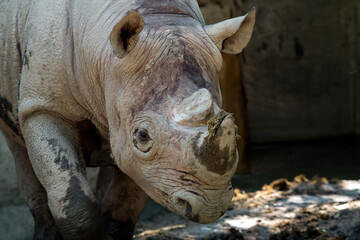 Fototapeta premium Close-up of one rhinoceros with horn covered in dirt, standing in shaded environment