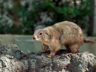 One Prairie dog standing on a rocky surface, looking alert, with light brown fur and a blurred green background