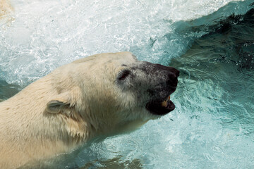 Close-up of polar bear swimming with mouth slightly open, revealing teeth, in clear blue water. captures wet fur