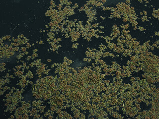 Pond with duckweed