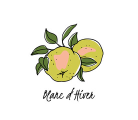 Vector card with hand drawn Blanc d'Hiver apples illustration. Beautiful healthy food design elements. Ink drawing, graphic style. 