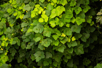 Tropical kudzu vines leaves