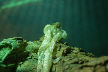 snake skin, attached to a branch of a terrarium. High quality photo