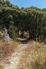 cobbled road to the trees of a dry forest