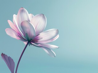 Fototapeta premium flower