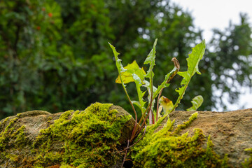 A dandelion plant sprouts through moss-covered rocks on a cloudy day