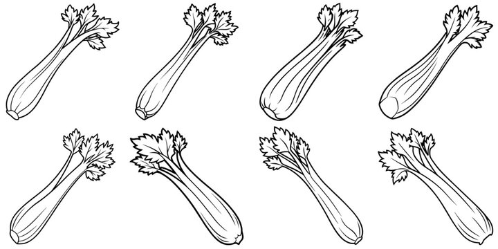 line art vector illustration collection of celery . isolate on a white background. SVG and PNG
