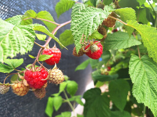 A branch with red raspberries grows along the fence.