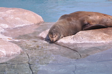 Young seal sleeping on the rock
