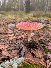 mushrooms autumn forest nature park hand beauty collecting mushrooms