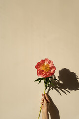 Luminous Orange Peony Petals Caught in Natural Light and Shadow. Hand Holding Peony Flower