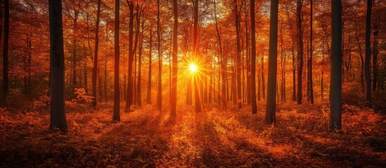 Fototapeta premium Golden sunlight beams through an autumn forest.