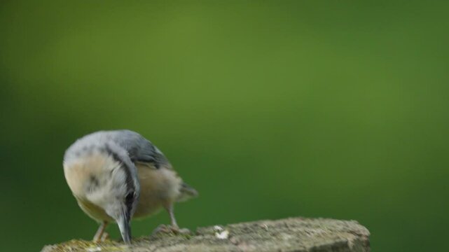 nuthatch perched on a branch pecking to feed, sitta europaea, sittidae, passeriformes