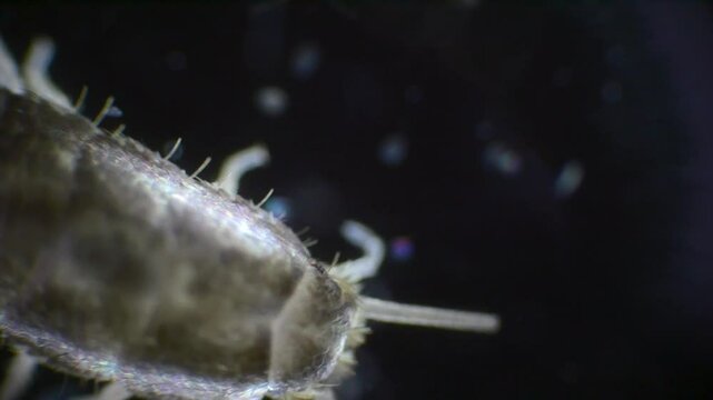 Microscopic view of a silverfish in slow motion. The silver, wingless insect is displayed in fine detail, showing its long antennae and bristles at the tail.