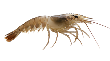 High-Quality PNG of Fresh shrimp Isolated on White Background – High Resolution