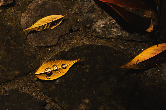 chute feuille d'automne jaune