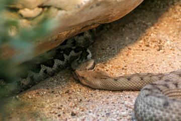 A small snake is peacefully laying on a large rock, soaking up the suns warmth in its natural habitat, enjoying the tranquil environment