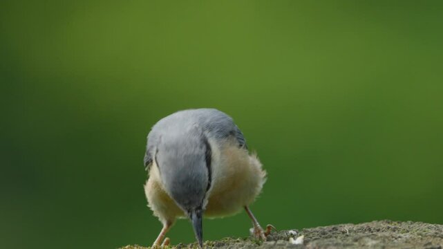 nuthatch perched on a branch pecking to feed, sitta europaea, sittidae, passeriformes