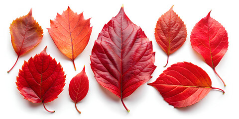 Fototapeta premium Collection of red fallen autumn leaves isolated on white background