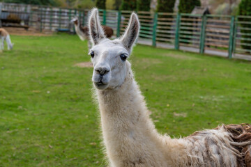 Obraz premium Llama standing in a grassy outdoor enclosure at a zoo. Animal portrait photography.