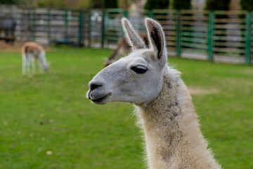 Llama standing in a grassy outdoor enclosure at a zoo. Animal portrait photography.