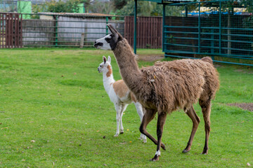 Llama standing in a grassy outdoor enclosure at a zoo. Animal portrait photography.