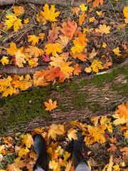 autumn leaves on the ground