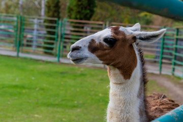 Llama standing in a grassy outdoor enclosure at a zoo. Animal portrait photography.