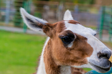 Fototapeta premium Llama standing in a grassy outdoor enclosure at a zoo. Animal portrait photography.