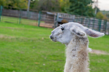 Obraz premium Llama standing in a grassy outdoor enclosure at a zoo. Animal portrait photography.
