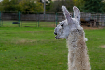 Llama standing in a grassy outdoor enclosure at a zoo. Animal portrait photography.