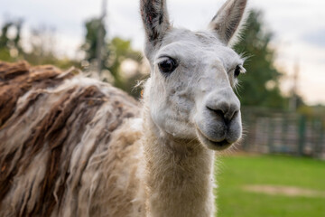 Obraz premium Llama standing in a grassy outdoor enclosure at a zoo. Animal portrait photography.