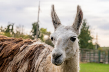 Fototapeta premium Llama standing in a grassy outdoor enclosure at a zoo. Animal portrait photography.