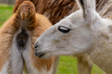 Fototapeta premium Llama standing in a grassy outdoor enclosure at a zoo. Animal portrait photography.