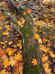 autumn leaves in the park autumn landscape