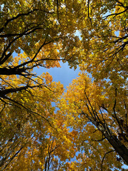 autumn leaves in the park autumn landscape