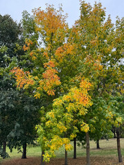 
autumn foliage park sun alley maple tree crown trees