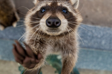 A raccoon standing on glass with front paws stretched forward, looking directly at the camera.