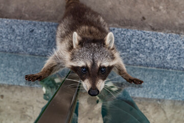 A raccoon standing on glass with front paws stretched forward, looking directly at the camera. © Yevheniia