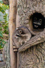 Two raccoons sleeping inside a tree hollow in a zoo enclosure. Wildlife photography.